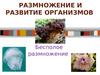 Размножение и развитие организмов