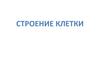Строение клетки