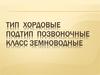 Тип Хордовые. Подтип Позвоночные. Класс Земноводные