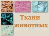 Ткани животных