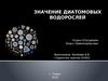 Значение и применеие диатомовых водорослей