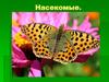 Класс Насекомые