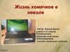 Жизнь хомячков в неволе