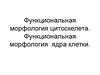 Функциональная морфология цитоскелета. Функциональная морфология ядра клетки