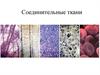 Соединительные ткани