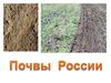 Почвы России