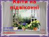 Квіти на підвіконні