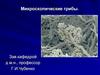 Микроскопические грибы