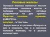 Половые железы. Андрогены и эстрогены