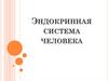Эндокринная система человека