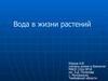 Вода в жизни растений