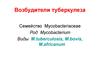 Возбудители туберкулеза