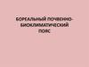 Бореальный почвенно-биоклиматический пояс