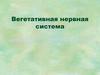 Вегетативная нервная система