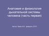 Анатомия и физиология дыхательной системы человека (часть первая)
