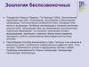 Зоология беспозвоночных. Подцарство Parazoa (Паразоа). Тип Spongia (Губки)