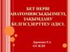 Бет нерві анатомиясы, қызметі, зақымдану белгісі, зерттеу әдісі