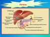 Печень. Участие печени в процессах гомеостаза/гомеокинеза организма