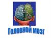 Головной мозг