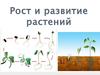 Рост и развитие растений