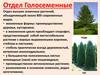 Отдел голосеменные растения