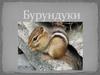 Бурундуки