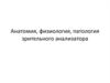 Анатомия, физиология, патология зрительного анализатора