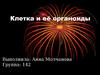 Клетка и её органоиды