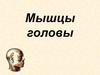 Мышцы головы