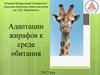 Адаптации жирафа к среде обитания