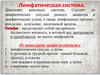 Лимфатическая система