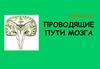 Неврология. Проводящие пути мозга. Периферическая нервная система