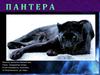 Пантера