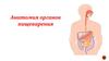 Анатомия органов пищеварения