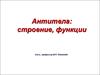 Антитела: строение, функции