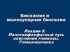 Пентозофосфатный путь окисления глюкозы. Глюконеогенез. (Лекция 5)
