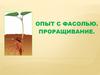 Опыт с фасолью. Проращивание