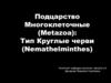Подцарство многоклеточные (metazoa). Тип круглые черви (nemathelminthes)