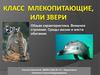 Класс млекопитающие
