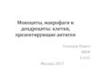 Моноциты, макрофаги и дендроциты. Клетки, презентирующие антиген