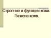 Строение и функции кожи. Гигиена кожи