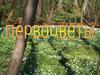 Первоцветы