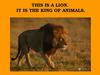 This is a lion. It is the king of animals