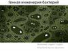 Генная инженерия бактерий