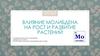 Влияние молибдена на рост и развитие растений