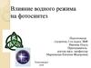 Влияние водного режима на фотосинтез
