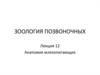 Зоология позвоночных. Анатомия млекопитающих. (Лекция 12)