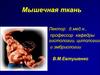 Мышечная ткань