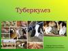 Туберкулез (Tuberculosis)