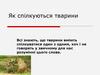 Як спілкуються тварини